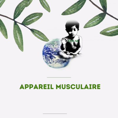 07 appareil musculaire