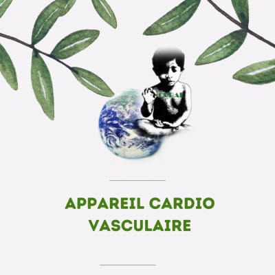 12 appareil cardio vasculaire